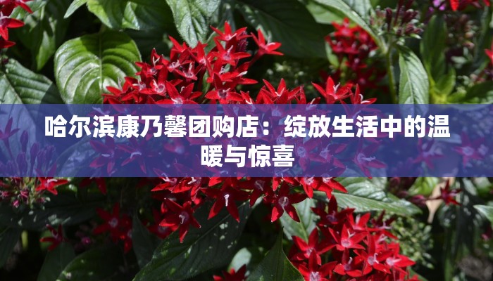 哈尔滨康乃馨团购店:绽放生活中的温暖与惊喜 哈尔滨康乃馨团购店:绽放生活中的温暖与惊喜