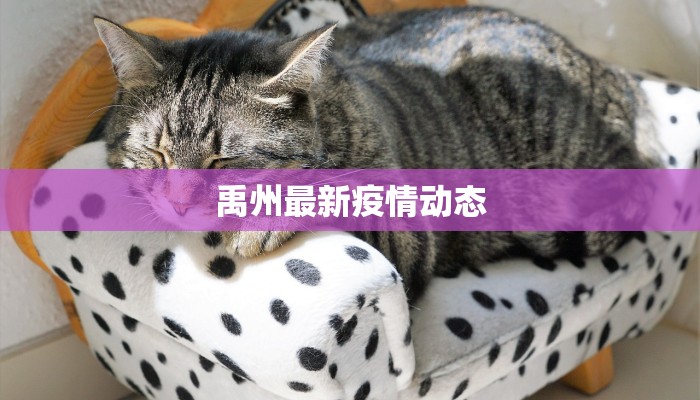 禹州最新疫情动态